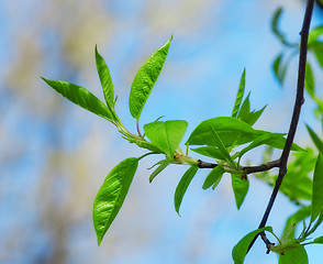 Image showing Spring Leaves