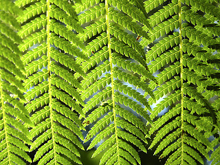 Image showing Fern