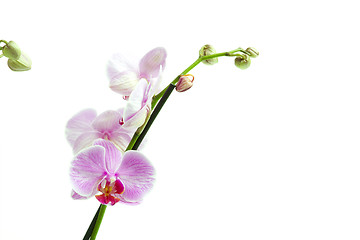 Image showing Phalaenopsis