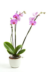 Image showing Phalaenopsis