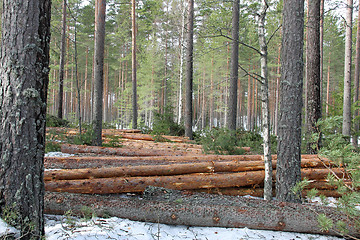 Image showing Logging and forest thinning at spring