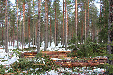 Image showing Tree spacing in pine forest at spring