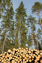 Image showing Timber logs and tall spruce trees