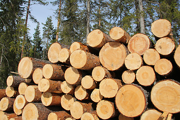Image showing Pine Logs and Spring Forest