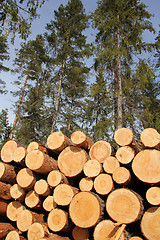 Image showing Timber logs and sunny spring forest