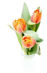 Image showing Tulips