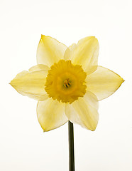 Image showing Yellow Daffodil