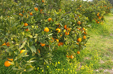 Image showing Orange grove