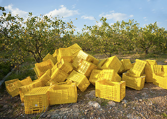 Image showing Lemon harvest