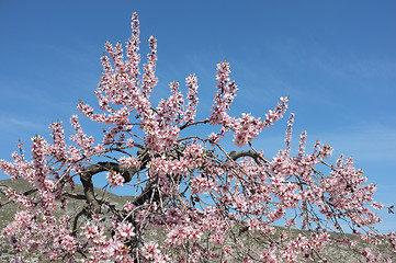 Image showing Almond tree branches