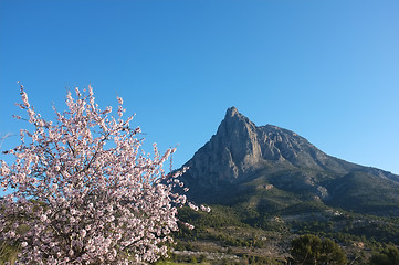 Image showing Almond tree against the Puigcampana