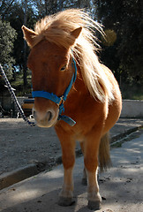 Image showing shetland pony