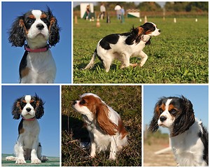 Image showing cavalier king charles