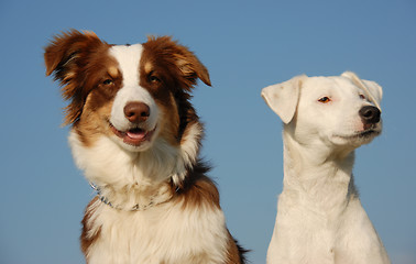 Image showing two friends dogs