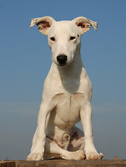 Image showing pup jack russel terrier