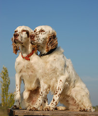 Image showing two english setters