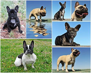 Image showing french bulldog 