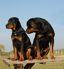 Image showing two rottweilers: puppy and adult