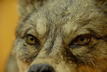 Image showing dog or wolf