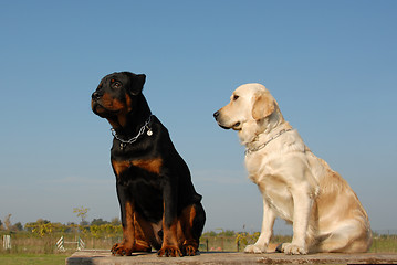 Image showing two babies dogs