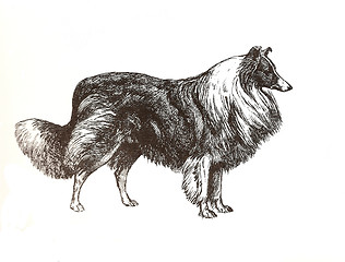 Image showing illustration of collie