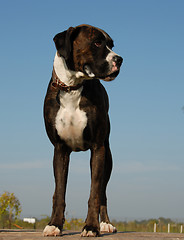 Image showing purebred boxer