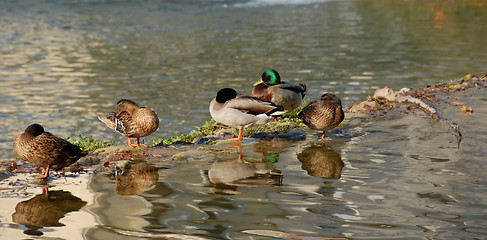 Image showing wild ducks