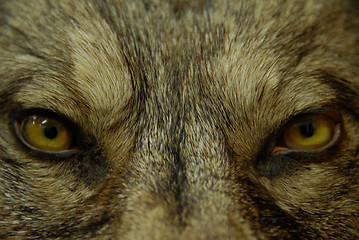 Image showing eyes of wolf