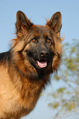 Image showing female german shepherd