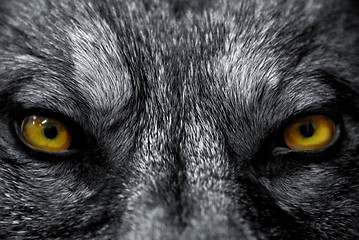 Image showing eyes of wolf