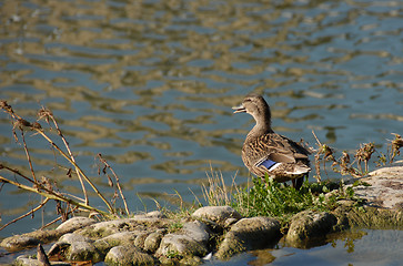 Image showing female wild duck