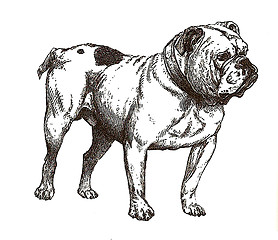 Image showing illustration of english bulldog