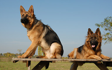 Image showing two german shepherds