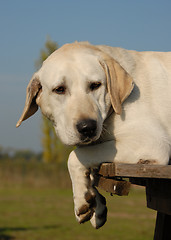 Image showing tired labrador retriever