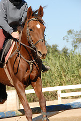 Image showing jumping horse