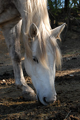 Image showing grazing white horse