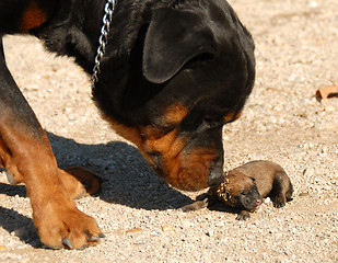 Image showing rottweiler and very young puppy