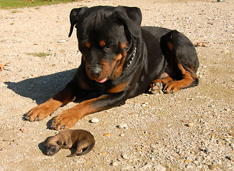 Image showing rottweiler and puppy