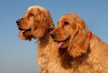 Image showing babies english cocker