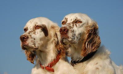 Image showing english setters