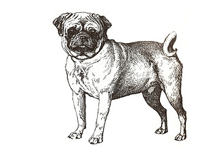 Image showing illustration of pug