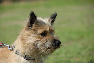 Image showing cairn terrier