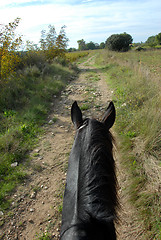 Image showing horse walking