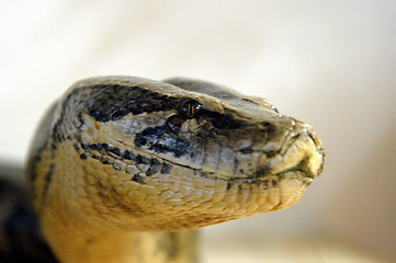 Image showing snake