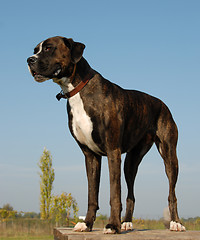 Image showing boxer