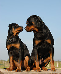 Image showing father and boy rottweiler