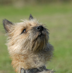 Image showing purebred  cairn terrier