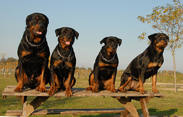 Image showing family of rottweiler