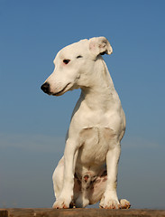 Image showing cute baby jack russel terrier