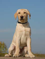 Image showing puppy labrador